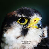 Lanner Falcon