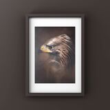 ‘Heather’ wild Golden Eagle (part of the South of Scotland Gooden Eagle Project relocation programme)