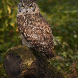 African Eagle Owl - Bubo Africanus