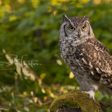African Eagle Owl - Bubo Africanus