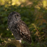 African Eagle Owl - Bubo Africanus