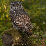African Eagle Owl - Bubo Africanus