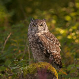 African Eagle Owl - Bubo Africanus