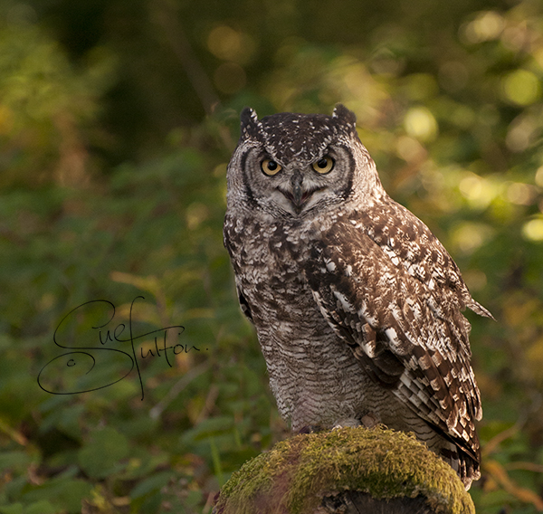 African Spotted Eagle Owl