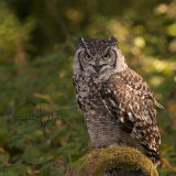 African Eagle Owl - Bubo Africanus