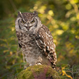 African Eagle Owl - Bubo Africanus