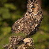 Long Eared Owl - Asio Otus