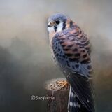 American Kestrel