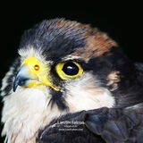 Lanner Falcon
