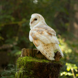 Barn Owl Tyto Alba