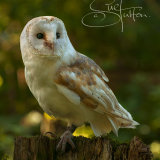 Barn Owl
