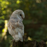 Barn Owl