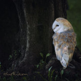 Barn Owl - Tyto Alba