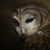 Barred Owl - Strix Varia