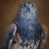 Black Chested Buzzard Eagle