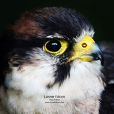 Lander Falcon