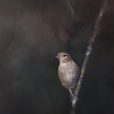 Chaffinch (f)