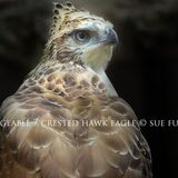 Changeable / Crested Hawk Eagle