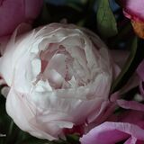 Sarah Bernhardt Peony