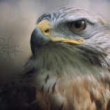 Ferruginous Hawk - Buteo Regalis