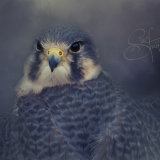 Peregrine x Prairie Falcon