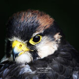 Lanner Falcon