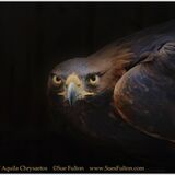 Golden Eagle