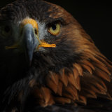Golden Eagle study