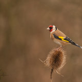 Goldfinch