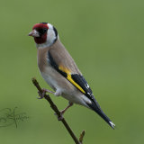 Goldfinch