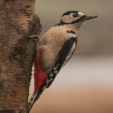Great Spotted Woodpecker