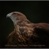 Harris Hawk x Buzzard