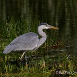 Grey Heron Ardea Cinerea