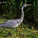 Grey Heron Ardea Cinerea