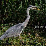 Grey Heron Ardea Cinerea