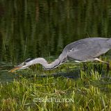 Grey Heron Ardea Cinerea