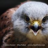 Common Kestrel