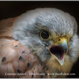Common Kestrel