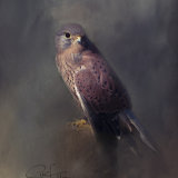 The Kestrel