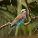 Lilac Breasted Roller