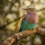 Lilac Breasted Roller