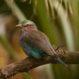 Lilac Breasted Roller