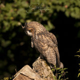 Long Eared Owl - Asio Otus