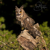 Long Eared Owl - Asio Otus