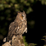Long Eared Owl - Asio Otus