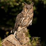Long Eared Owl - Asio Otus