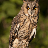 Long Eared Owl - Asio Otus