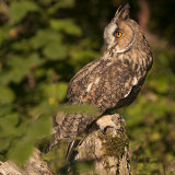 Long Eared Owl - Asio Otus