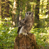 Milky Eagle Owl - Verreauxs Eagle Owl - Bubo Lacteus