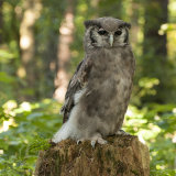 Verreaux's Eagle-owl - Milky Eagle Owl - Bubo lacteus